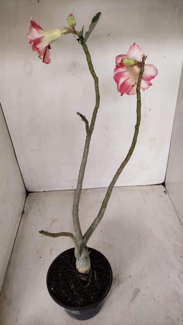 Planta Dobrada 3362 – 35cm – 03 anos - Imagem 5