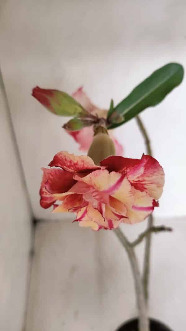 Planta Dobrada 3362 – 35cm – 03 anos - Imagem 4