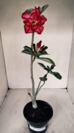 Planta Dobrada 3363 – 35cm – 02 anos - Imagem 2