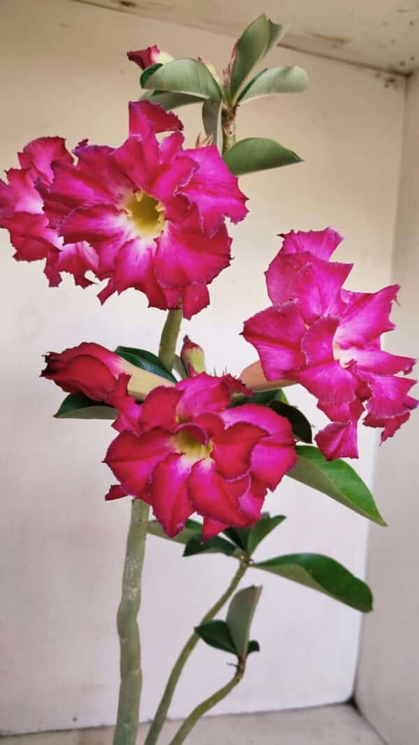 Planta Dobrada 3363 – 35cm – 02 anos - Imagem 1