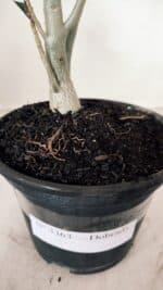 Planta Dobrada 3363 – 35cm – 02 anos - Imagem 7
