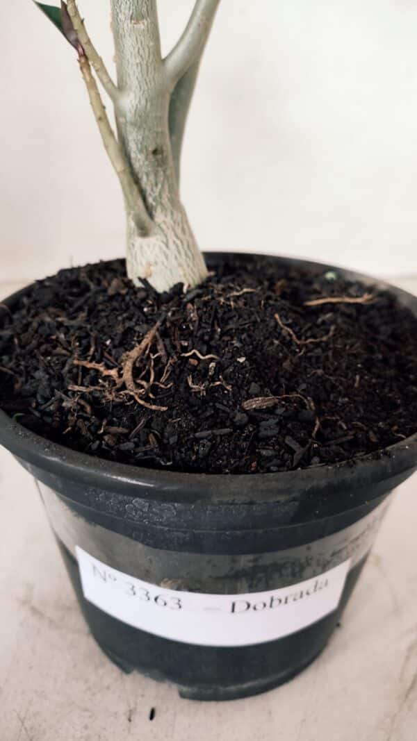 Planta Dobrada 3363 – 35cm – 02 anos - Imagem 7