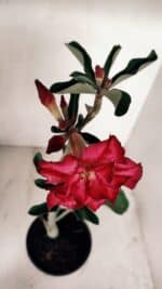 Planta Dobrada 3363 – 35cm – 02 anos - Imagem 4