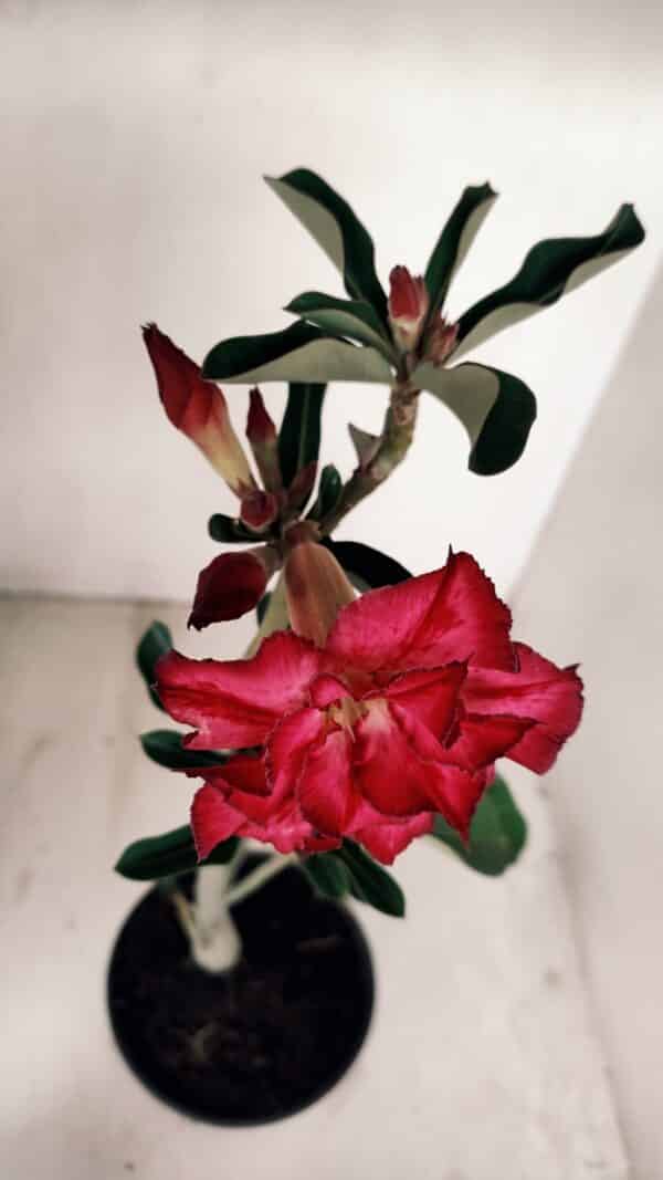 Planta Dobrada 3363 – 35cm – 02 anos - Imagem 4