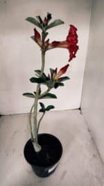 Planta Dobrada 3363 – 35cm – 02 anos - Imagem 6