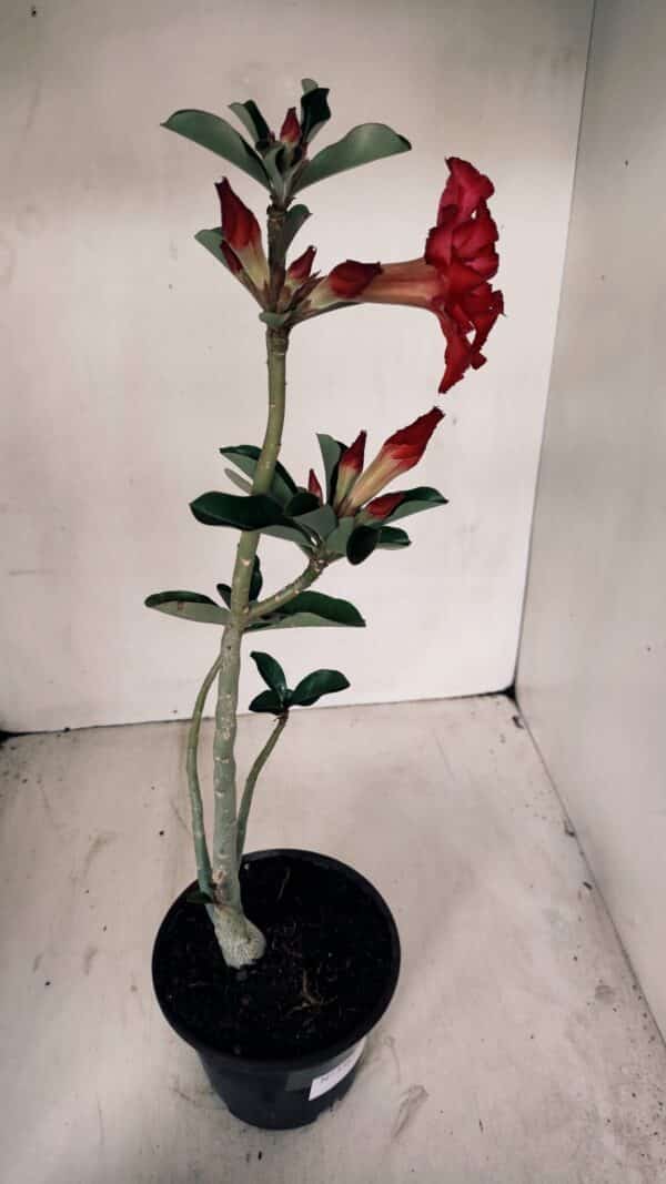Planta Dobrada 3363 – 35cm – 02 anos - Imagem 6