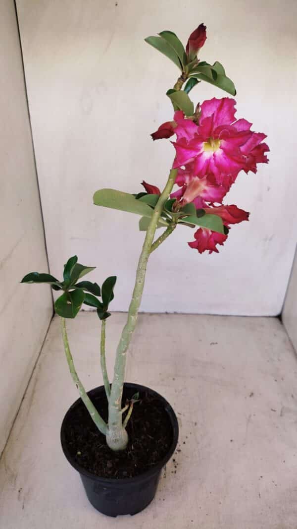 Planta Dobrada 3363 – 35cm – 02 anos - Imagem 5