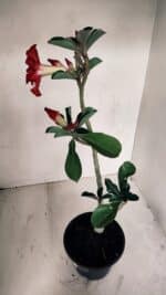 Planta Dobrada 3363 – 35cm – 02 anos - Imagem 5