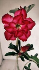 Planta Dobrada 3363 – 35cm – 02 anos