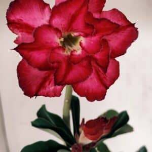 Planta Dobrada 3363 – 35cm – 02 anos