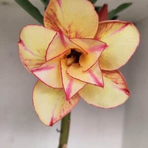 Planta Dobrada 3364 – 35cm – 03 anos