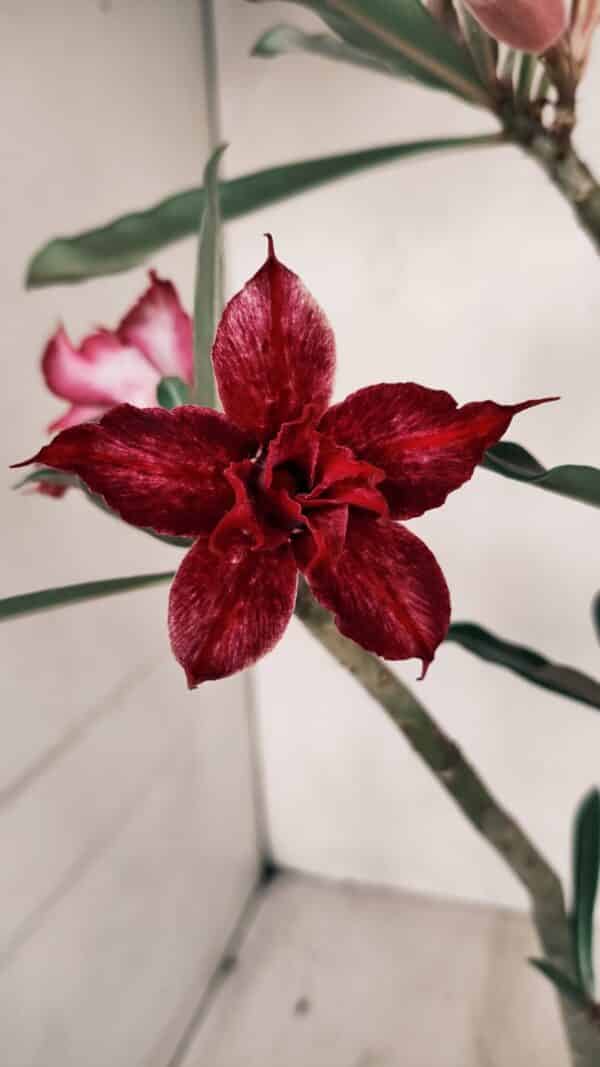 Planta Dobrada 3365 – 35cm – 03 anos - Imagem 1