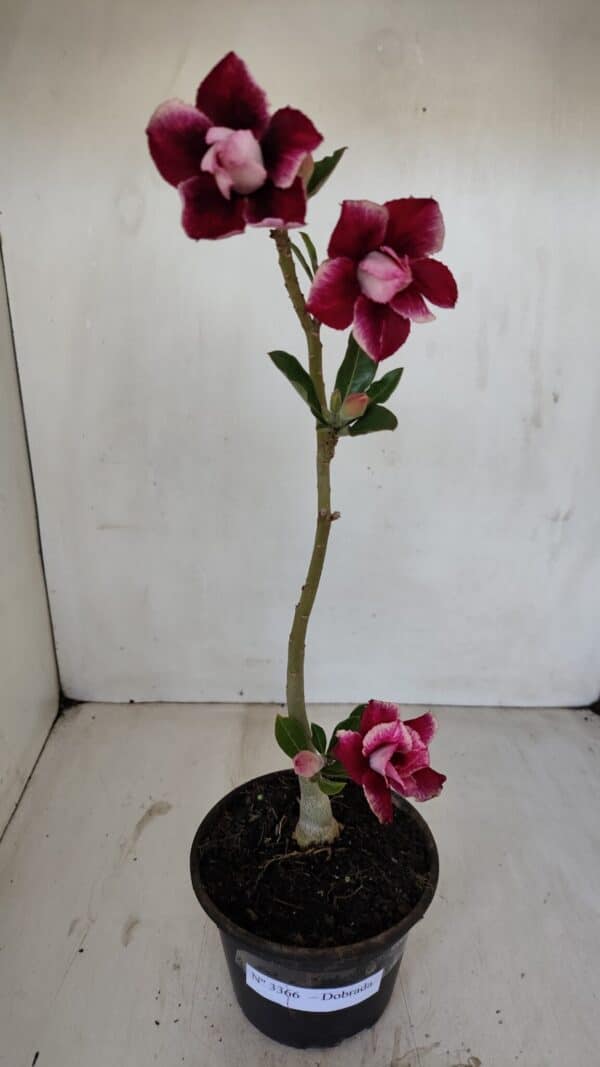 Planta Dobrada 3366 – 35cm – 03 anos - Imagem 2