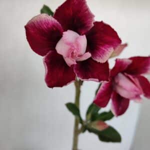 Planta Dobrada 3366 – 35cm – 03 anos