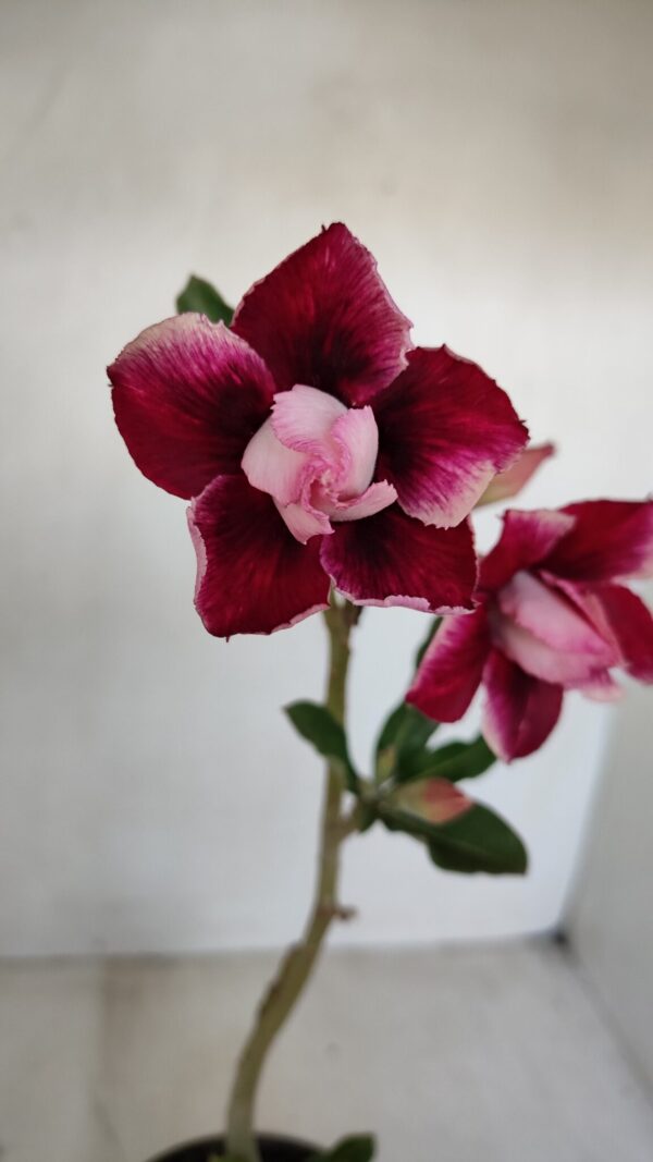 Planta Dobrada 3366 – 35cm – 03 anos - Imagem 1