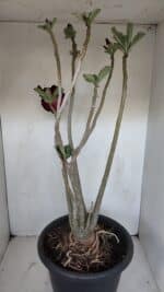 Planta Dobrada 3367 – 55cm – 05 anos - Imagem 6