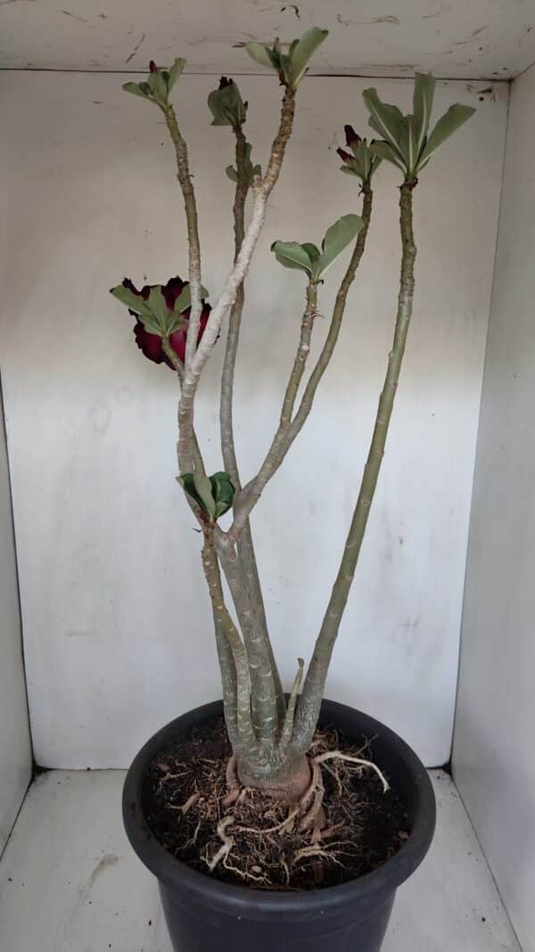 Planta Dobrada 3367 – 55cm – 05 anos - Imagem 6