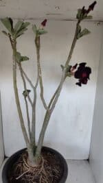 Planta Dobrada 3367 – 55cm – 05 anos - Imagem 5