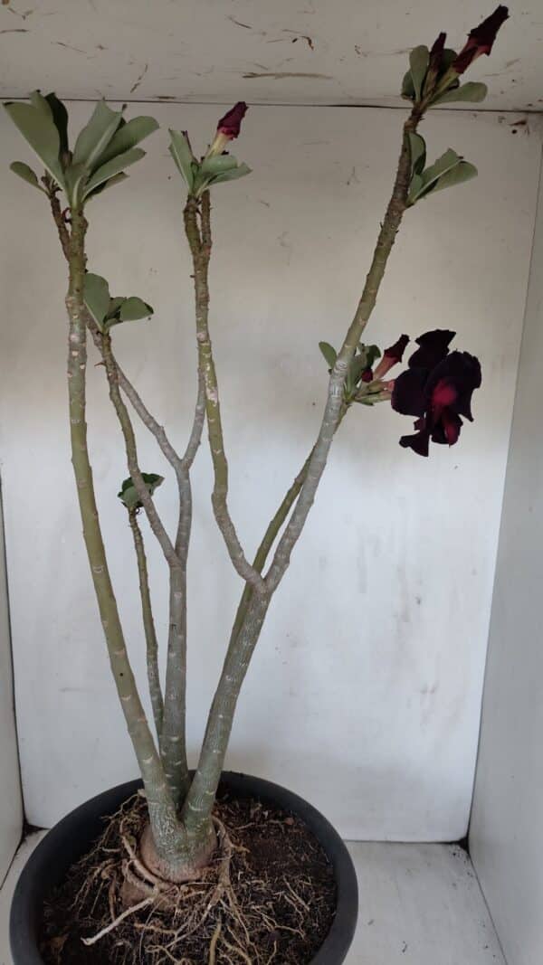 Planta Dobrada 3367 – 55cm – 05 anos - Imagem 5