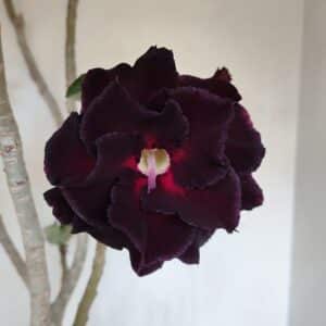 Planta Dobrada 3367 – 55cm – 05 anos