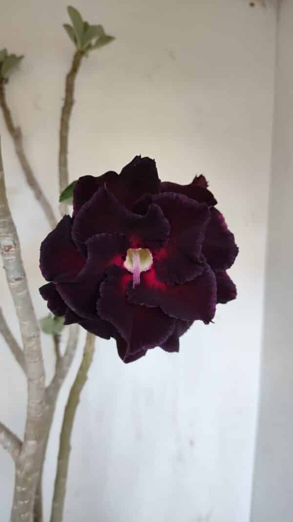Planta Dobrada 3367 – 55cm – 05 anos - Imagem 1