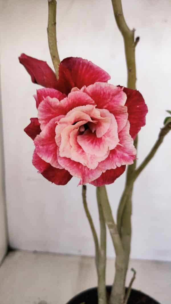 Planta Dobrada 3368 – 35cm – 03 anos - Imagem 1