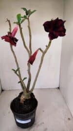 Planta Dobrada 3369 – 35cm – 03 anos - Imagem 2