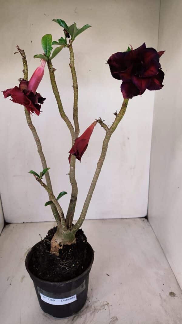 Planta Dobrada 3369 – 35cm – 03 anos - Imagem 2