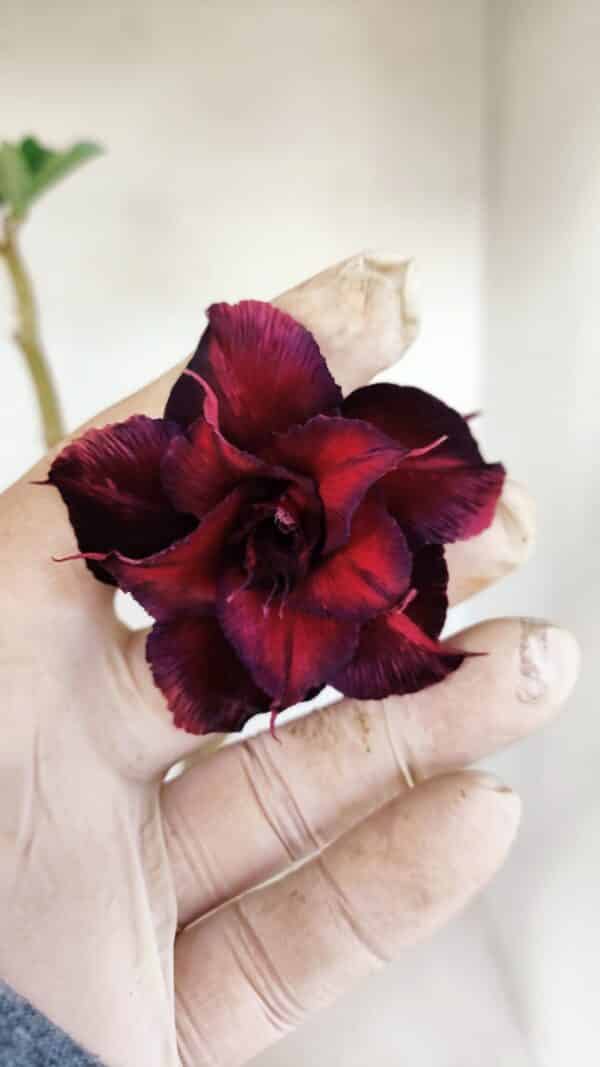 Planta Dobrada 3369 – 35cm – 03 anos - Imagem 1