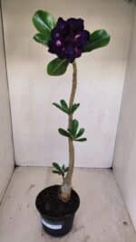 Planta Dobrada 3370 – 35cm – 03 anos - Imagem 2