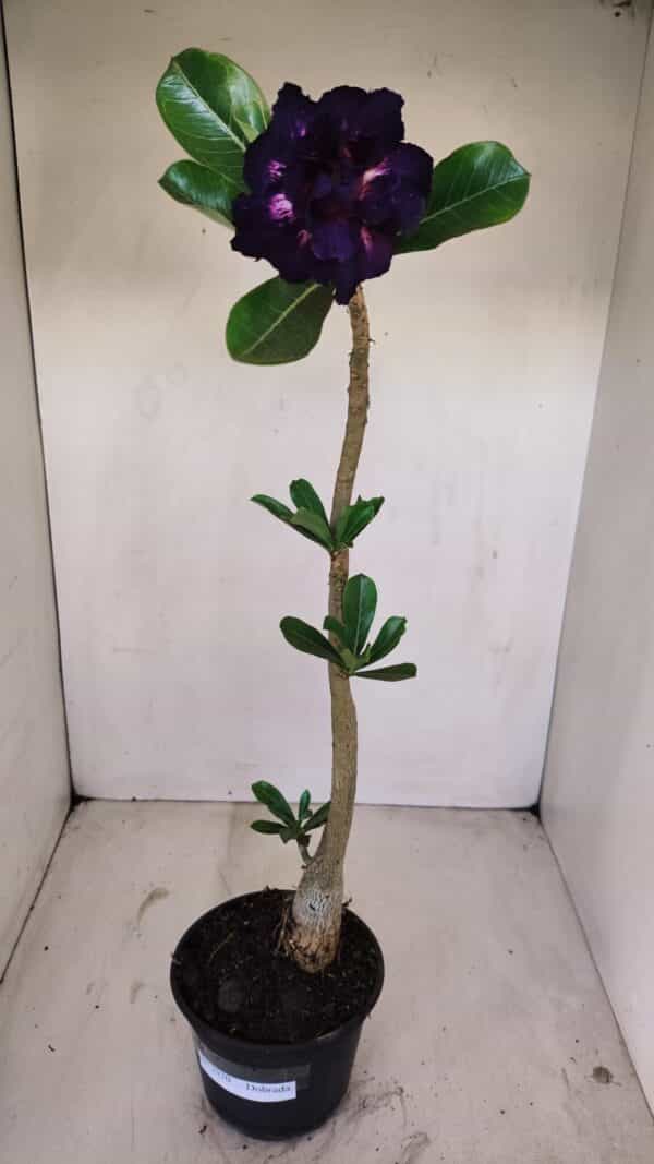 Planta Dobrada 3370 – 35cm – 03 anos - Imagem 2