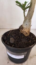 Planta Dobrada 3370 – 35cm – 03 anos - Imagem 9