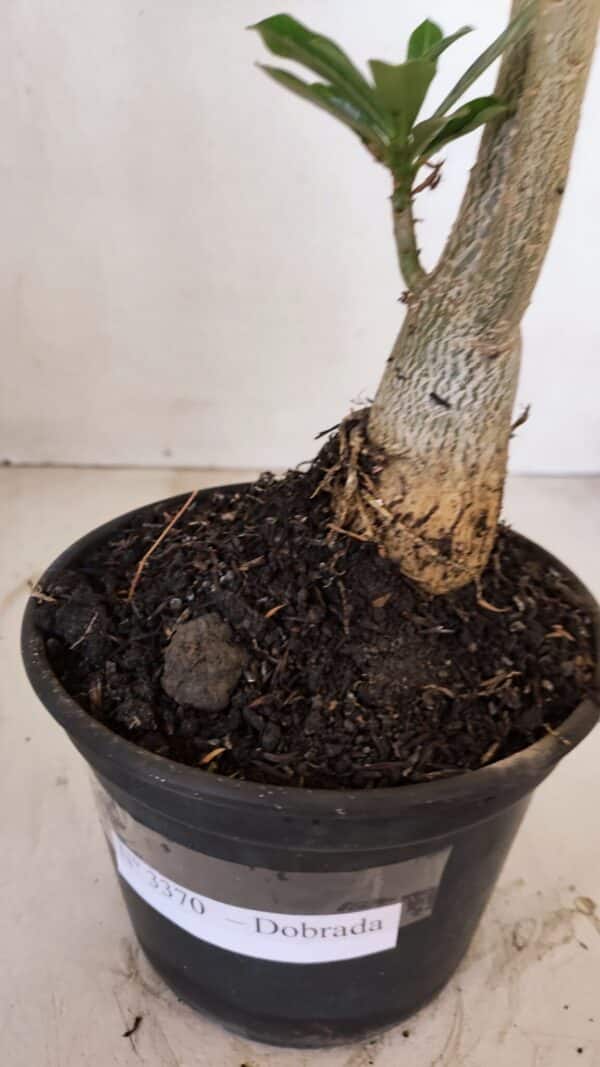 Planta Dobrada 3370 – 35cm – 03 anos - Imagem 9