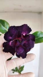 Planta Dobrada 3370 – 35cm – 03 anos - Imagem 8