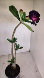 Planta Dobrada 3370 – 35cm – 03 anos - Imagem 7