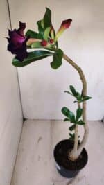 Planta Dobrada 3370 – 35cm – 03 anos - Imagem 6