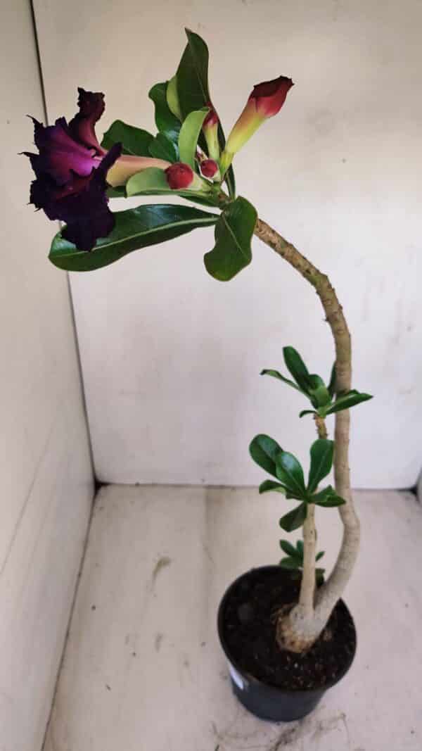 Planta Dobrada 3370 – 35cm – 03 anos - Imagem 6