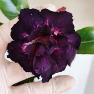 Planta Dobrada 3370 – 35cm – 03 anos