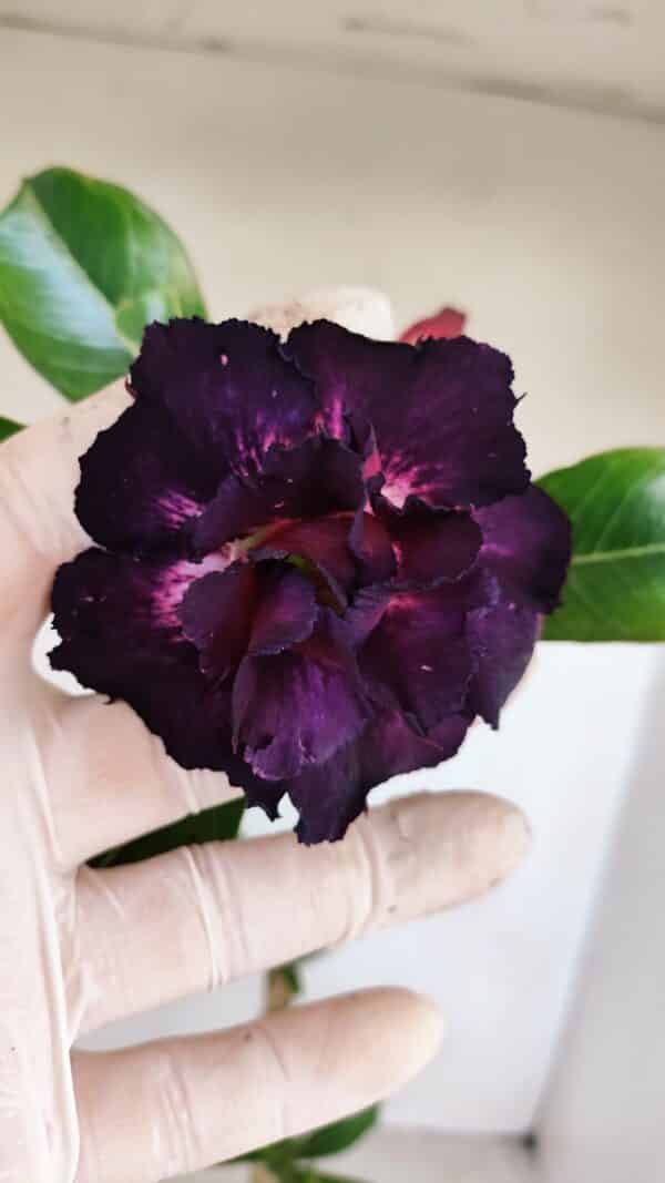 Planta Dobrada 3370 – 35cm – 03 anos - Imagem 1