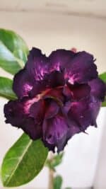 Planta Dobrada 3370 – 35cm – 03 anos - Imagem 5
