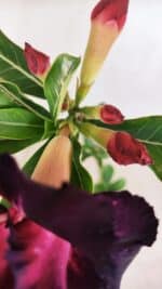 Planta Dobrada 3370 – 35cm – 03 anos - Imagem 4