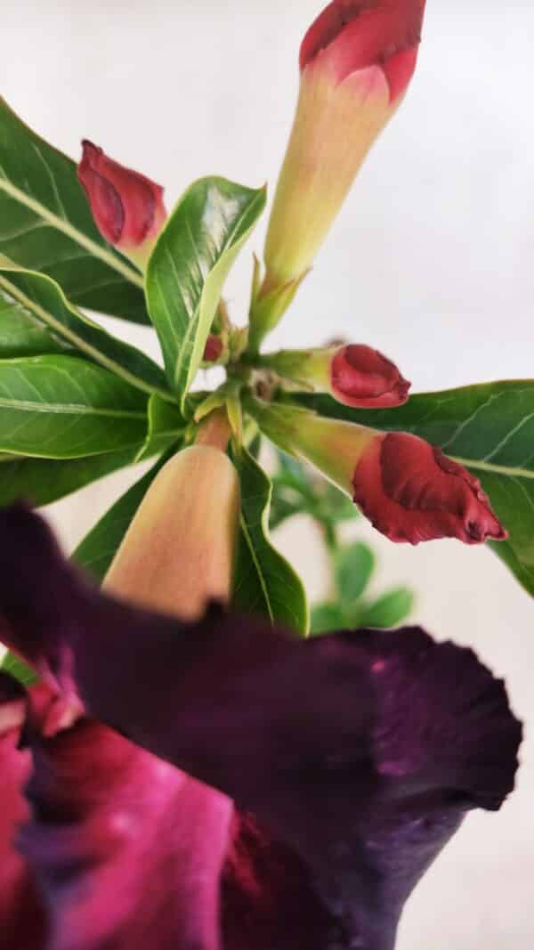 Planta Dobrada 3370 – 35cm – 03 anos - Imagem 4
