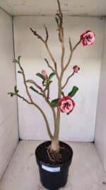 Planta Dobrada 3371 – 50cm – 04 anos - Imagem 2