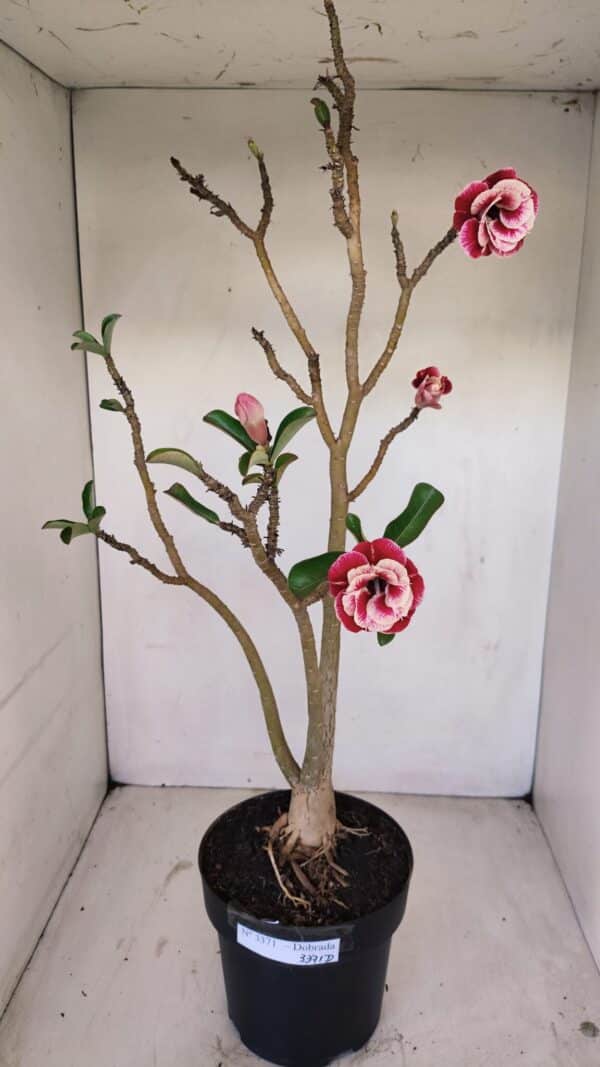 Planta Dobrada 3371 – 50cm – 04 anos - Imagem 2