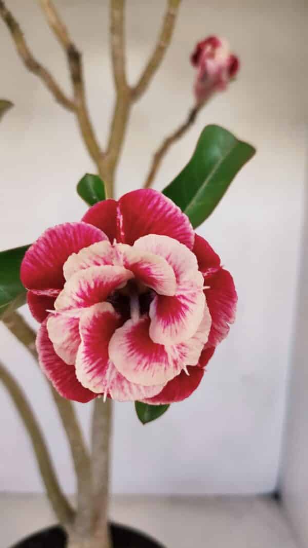 Planta Dobrada 3371 – 50cm – 04 anos - Imagem 1