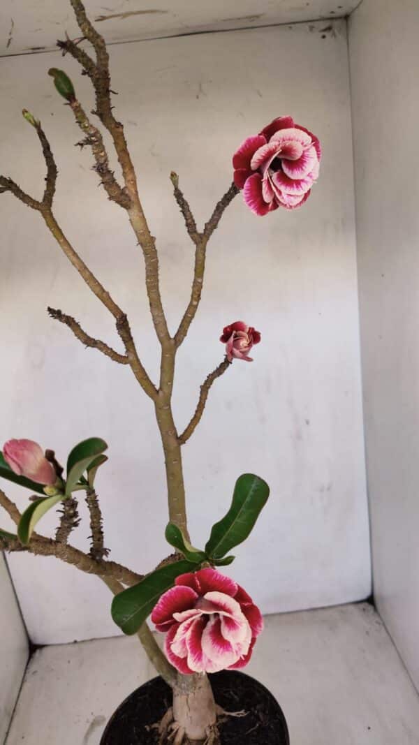 Planta Dobrada 3371 – 50cm – 04 anos - Imagem 8