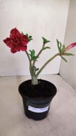 Planta Dobrada 3372 – 25cm – 02 anos - Imagem 2