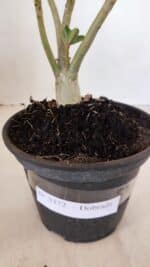 Planta Dobrada 3372 – 25cm – 02 anos - Imagem 8