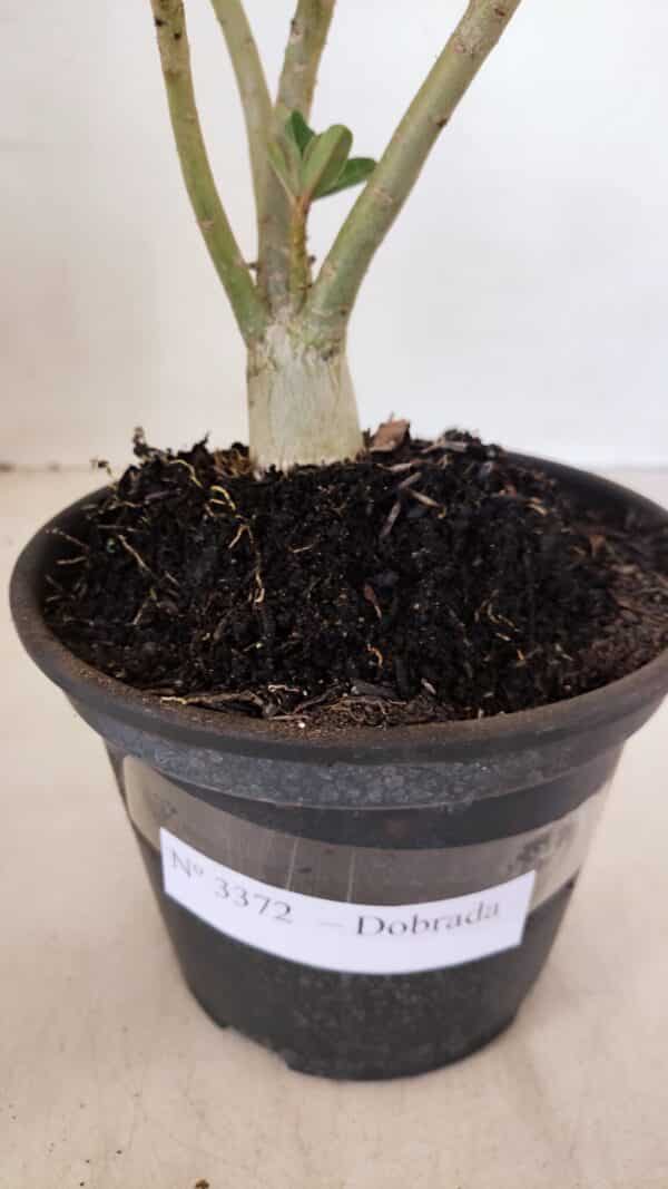 Planta Dobrada 3372 – 25cm – 02 anos - Imagem 8