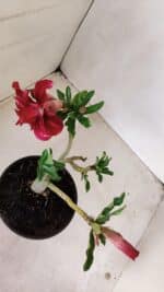 Planta Dobrada 3372 – 25cm – 02 anos - Imagem 5